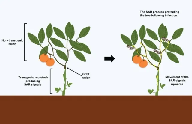 citrus SAR