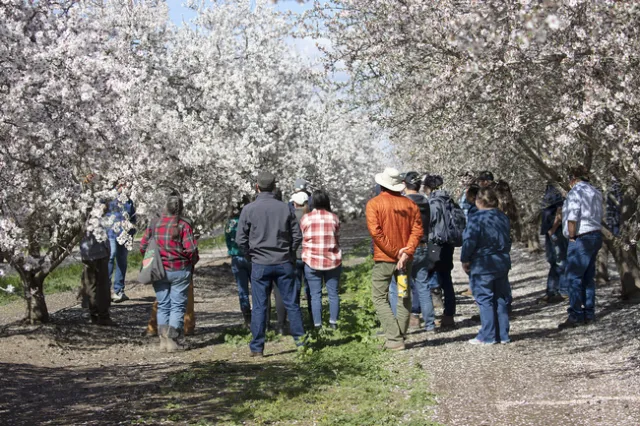 Los horticultores aprenden sobre los cultivos de cubiertas vegetales en una huerta de almendras del condado de Colusa. Fotografía por Evett Kilmartin