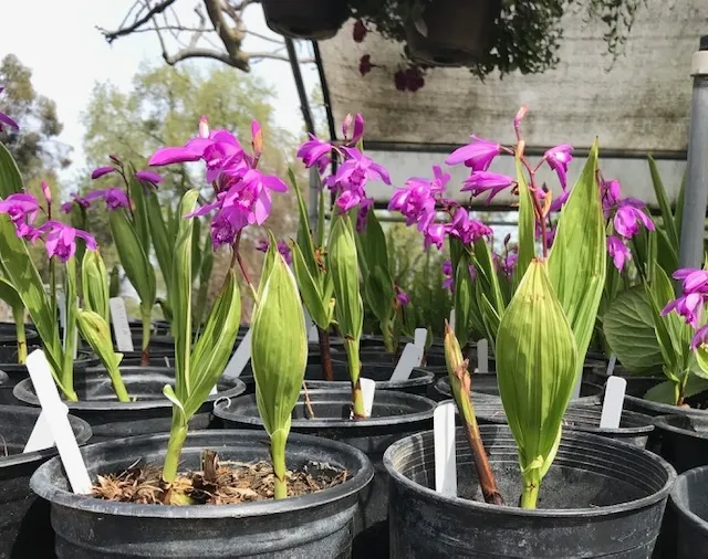 Chinese ground orchid. (Photo: Nancy Devaurs)