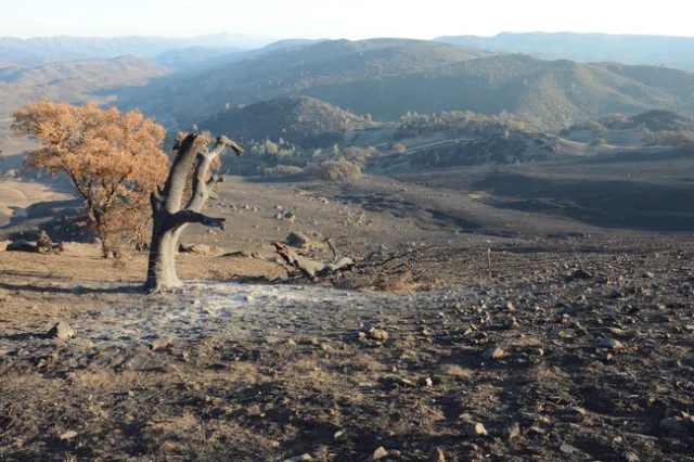 The aftermath of the LNU Lightning Complex fires of 2020 at McLaughlin Natural Reserve in Napa and Lake Counties. Credit: UC Davis Newsroom.