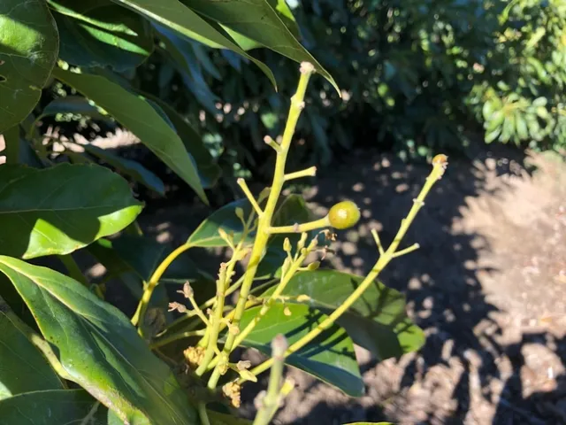 avocado fruit set