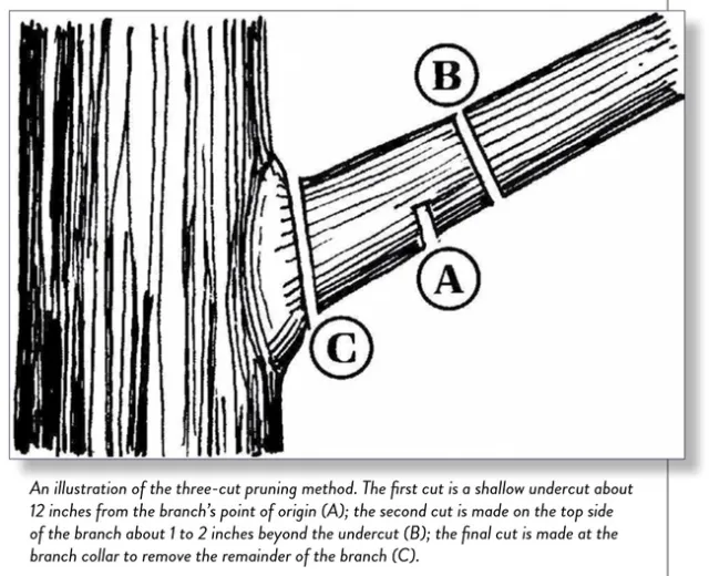 3 Cut method