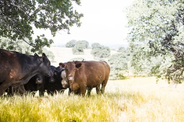 Cattle grazing