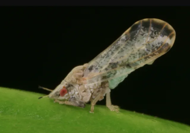 El hallazgo de un psílido asiático de los cítricos en un campo de cultivo de limones del condado de Ventura tiene en alerta a autoridades y expertos agrícolas, quienes piden a la comunidad que se mantenga en alerta ante la presencia de este diminuto insecto portador de una bacteria que puede ser devastadora para la industria de los cítricos.