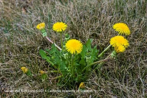 Flowering dandelion, Taraxacum officinale.Credit: Gerald and Buff Corsi