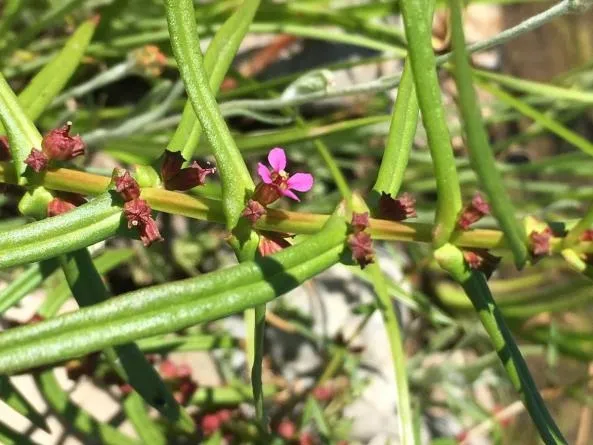 Figure 2. Redstem (Ammania coccinea), photo by Jennifer Mo., 2019.