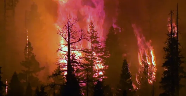With few ladder fuels and lower fuels loads, fire is less likely to jump from ground to canopy. Photo credit: UC Merced Newsroom.