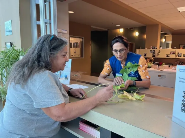 UC Master Gardener examining a plant sample.