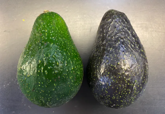 Un aguacate ‘Luna UCR' sin madurar (izquierda) y otro no maduro (derecha). Todas las fotos son de Mary Lu Arpaia.