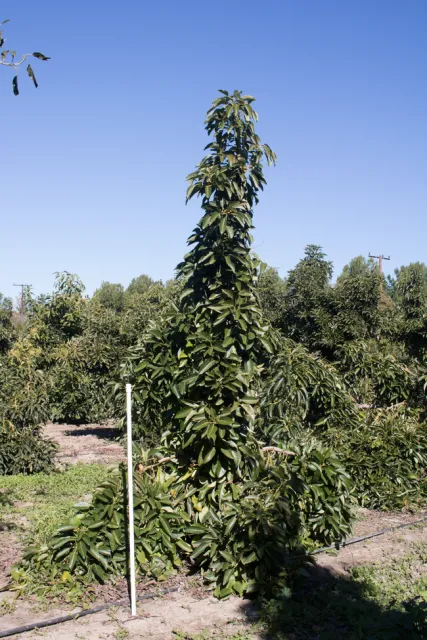 Un árbol del aguacate ‘Luna UCR' erguido y alto.