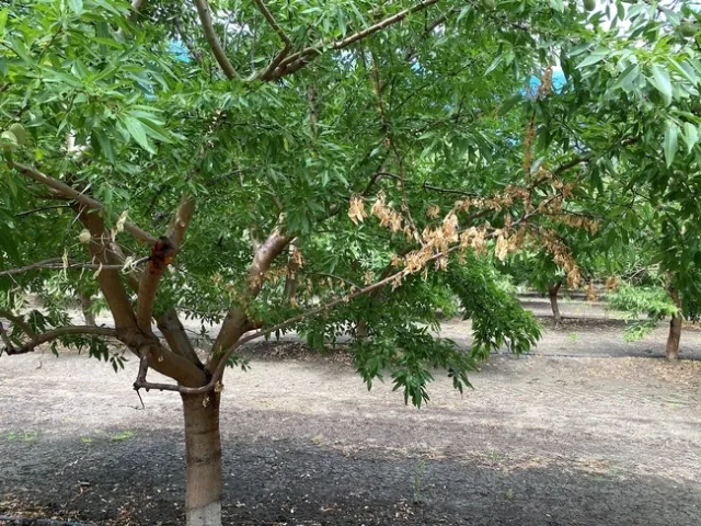 Mientras que la infección por Phytophthora syringae típicamente no mata a los almendros, puede causar daños significativos secando las ramas, lo cual requiere de trabajo adicional y costos extras para los agricultores. Fotografía por Alejandro Hernández