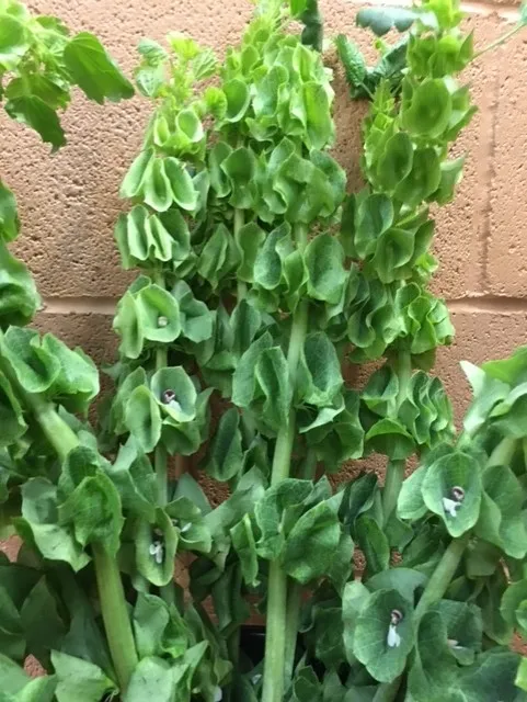 bells2