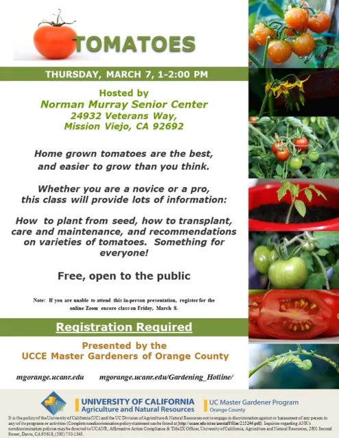 Unlock the Secrets of Growing Perfect Tomatoes
