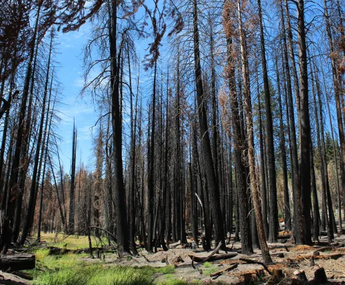 post_fire