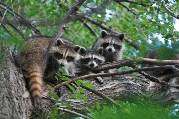 racoon babies