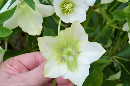 Lenten rose