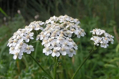 Yarrow