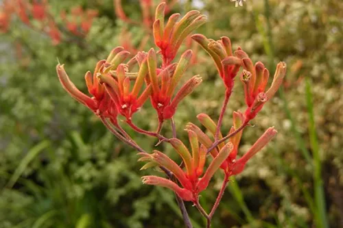 Kangaroo paws