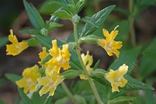 Monkey flower