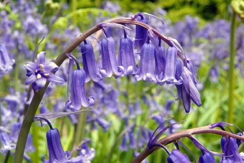 Bluebells