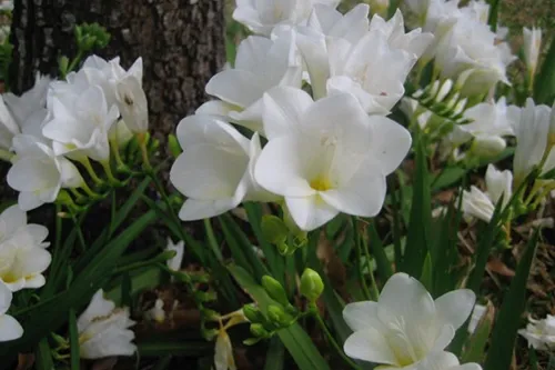 Freesias