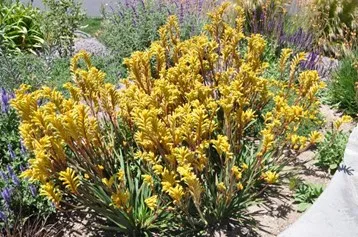 Anigozanthos