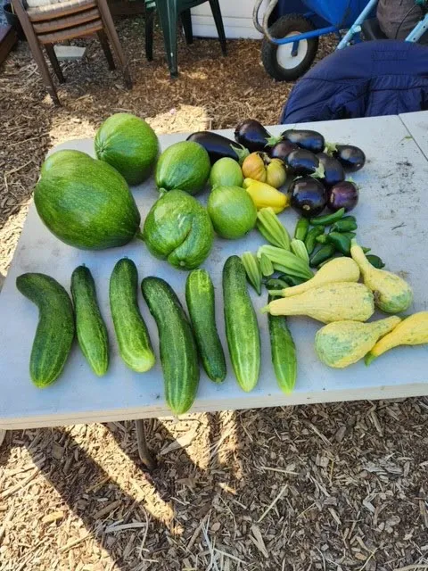 FarmGardenBed-2