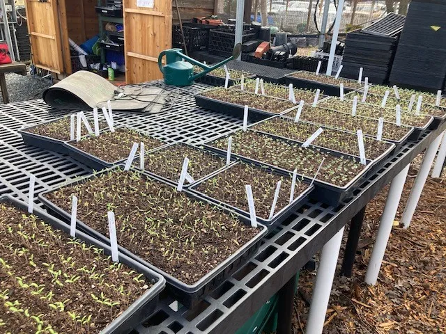 SeedViability-2