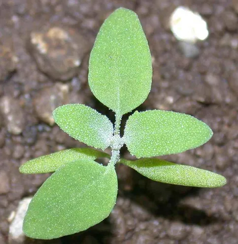 SeedViability-4
