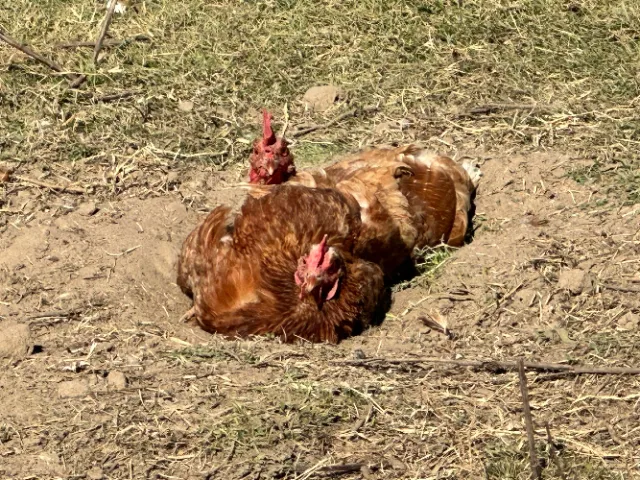 dust bath small