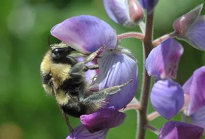 BlackTailBumbleOnLupin_CanyonTrail_EC_TJ
