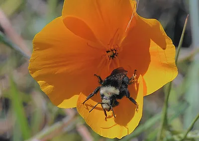 BumbleBeeOnCaPoppy_OhloneGreenway_TJ
