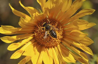 LeafCutterBeeOnSunflower-TJ