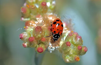 ConvergentLadybeetleOnPearlyEverlasting_EC_TJ