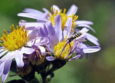 HoverflyOnCaAster_TJ