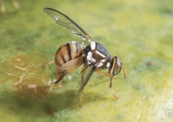 Oriental Fruit Fly