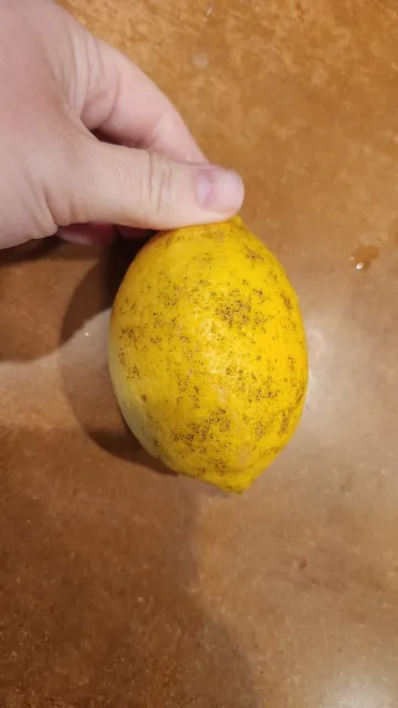 septoria lemons