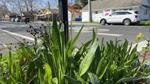 Plantago lanceolata is an invasive plant commonly known as ribwort plantain. It can be dormant for up to 177 years before expanding. (Mohsen Mesgaran/UC Davis)
