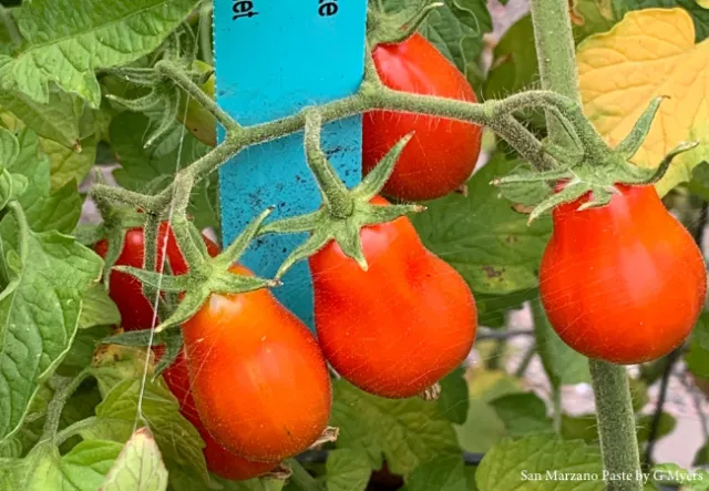 Red paste tomatoes
