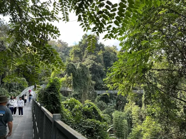 Canopy