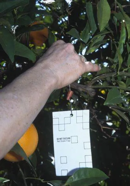 CRS pheromone trap