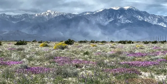 Desert in Bloom
