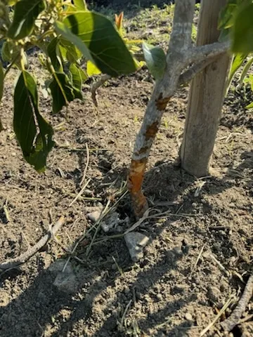 avocado trunk damge 5