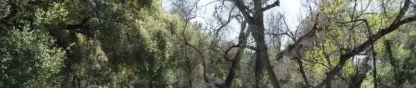 Coyote Creek