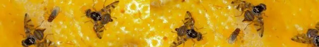 Adult Med Flies 2