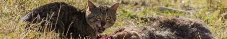 feral cat