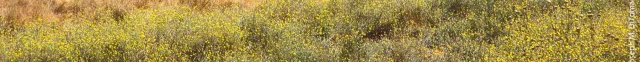 Yellow starthistle 3