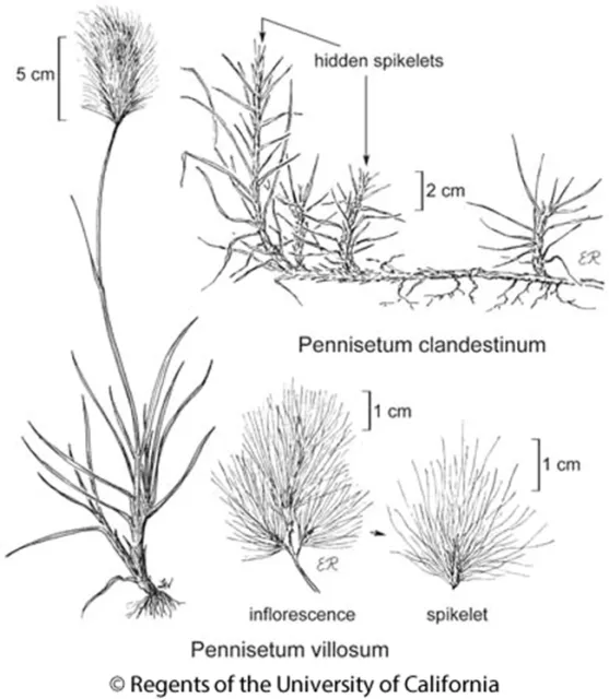 feathetop biology