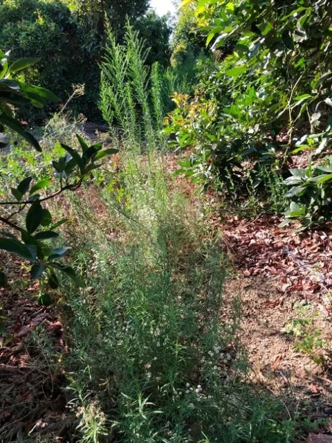 Image 1. Avocado weeds