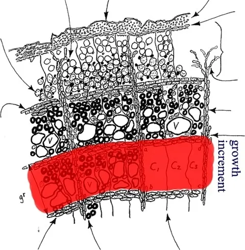 Image 3. Growth rings